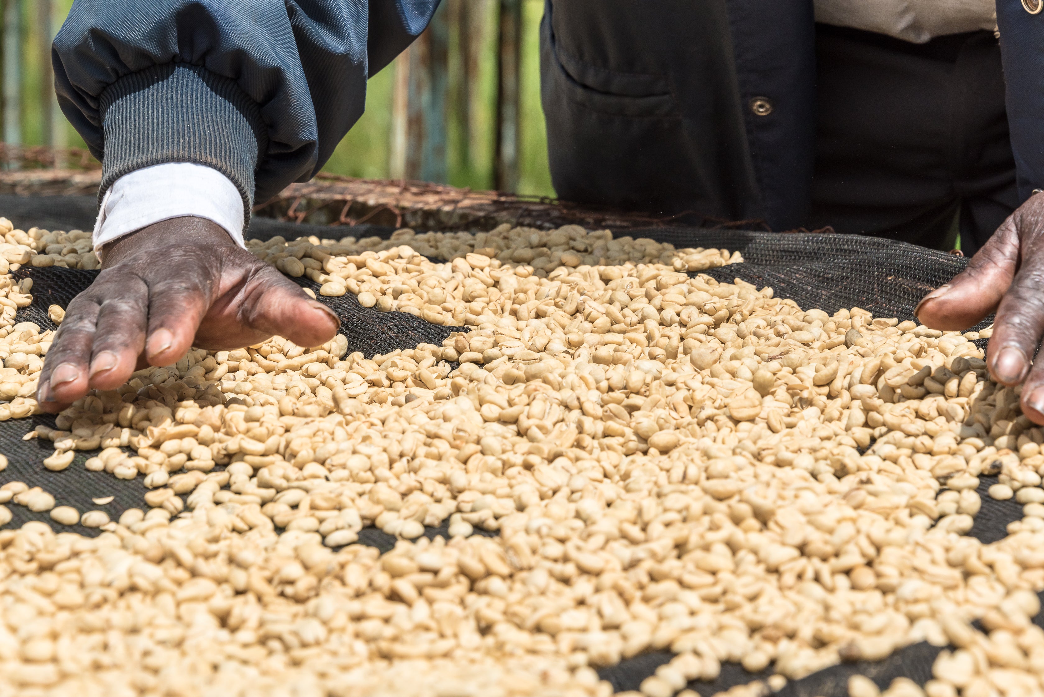 Sušení a kontrola kávy